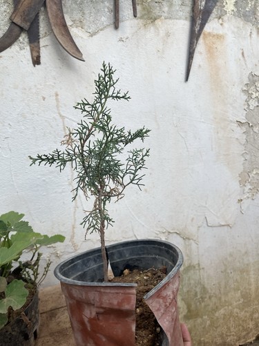 Ginepro bonsai juniperus - ginepro, bonsai.