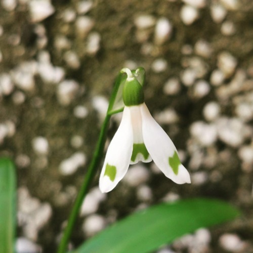 Galanthus woronowii cider - galanthus,