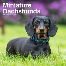 Dachshunds, Miniature 2026