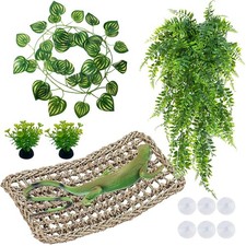 Yoolhamy Bearded Dragon