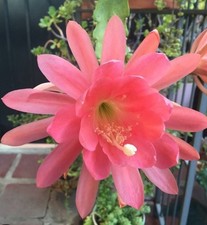 Epiphyllum Giant Empress Cactus Rooted  20cm+ cutting , LARGE Flowers