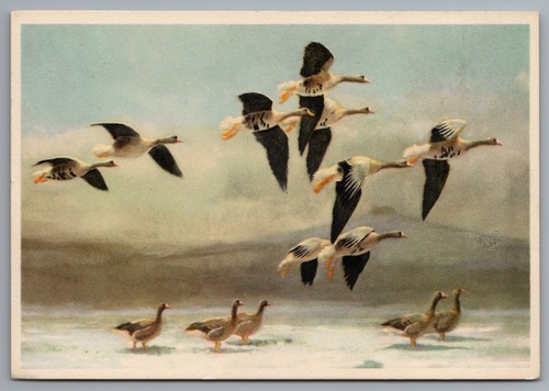 Whitefronts landing the - landing, in