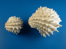 Arcinella cornuta, Pair, Great Sculpture, 28-47mm, Florida Shell G453