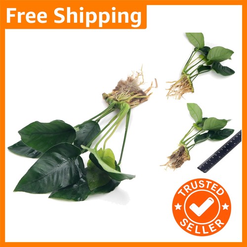 Elegant anubias barteri var - barteri,