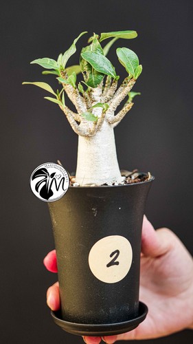 Adenium obesum baobab - adenium,