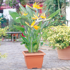 Strelitzia Indoor House Plant - Bird of Paradise Potted Tree In 12cm Pot
