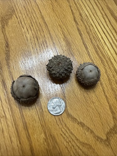 Bur oak acorns - bur,