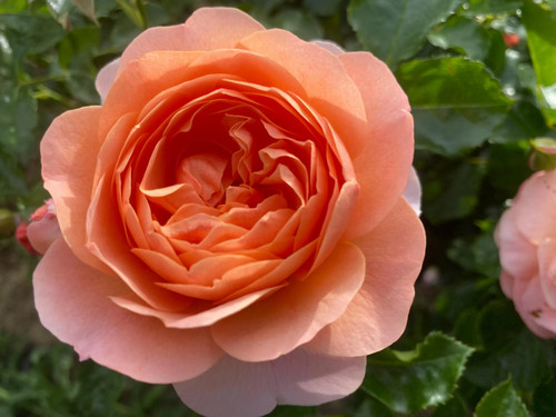Sweet jessica standard rose - sweet, jessica'