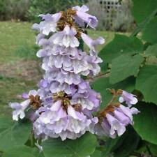 PAULOWNIA FORTUNEI - 30 x seeds -Empress/Princess Tree UK - rare floral