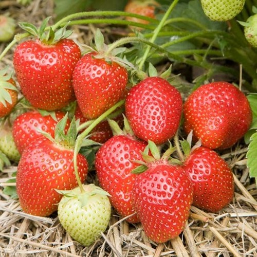 Strawberry symphony bare - symphony,