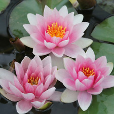 Nymphaea "Mrs Richmond" Water