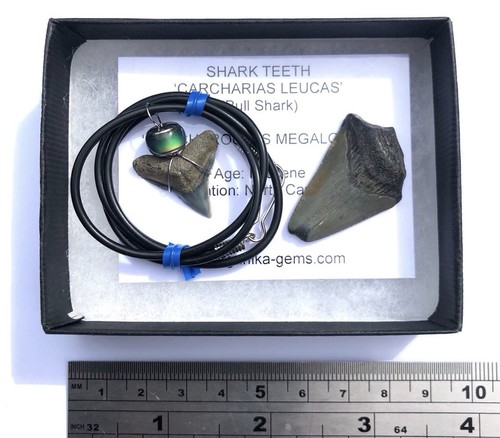 Genuine fossil bull shark - bull,