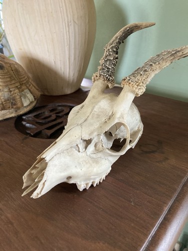 Roe deer skull gothic - roe,