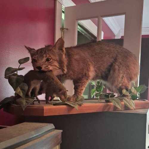 Bobcat taxidermy standing - bobcat,