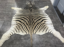 Large Equus Burchell Genuine