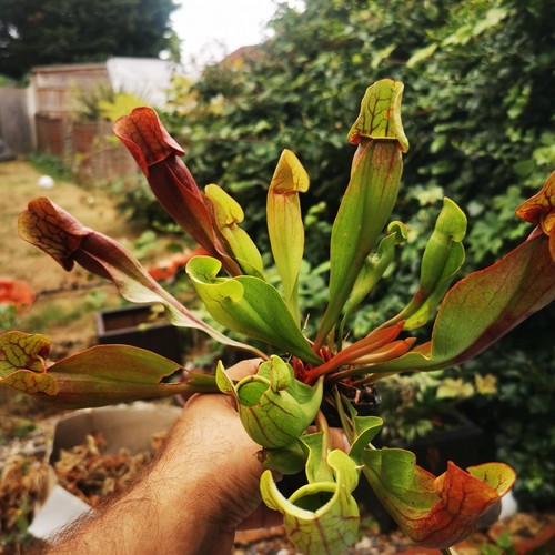 Sarracenia purpurea ssp - sarracenia,
