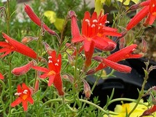 Penstemon pinifolius, Rare