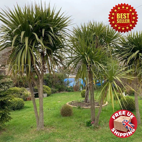 Semi hardy cordyline australis - cordyline,
