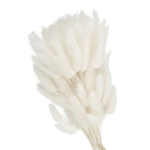 7in bunny tails dried - 15.7in,