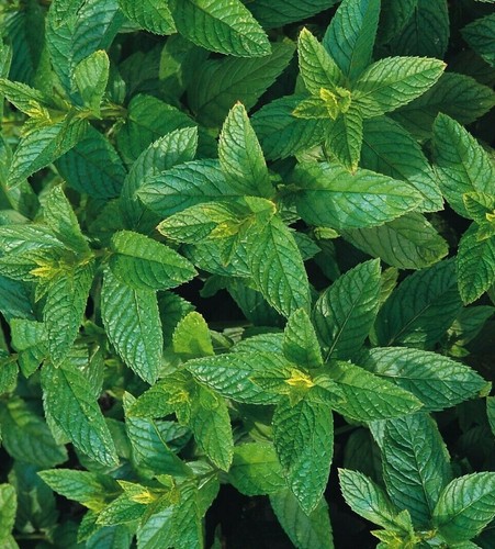 Spearmint seeds 200 fresh - spearmint,
