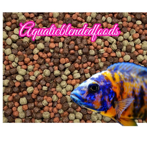 Abf color grow - &, cichlid