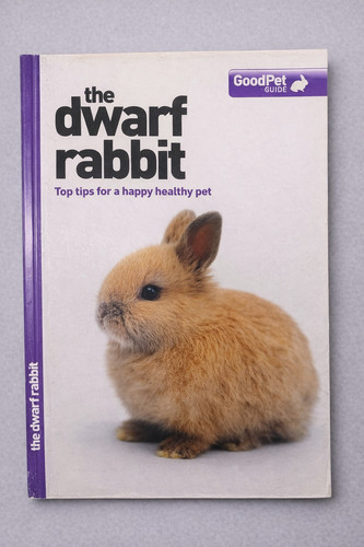 The dwarf rabbit good pet - good,