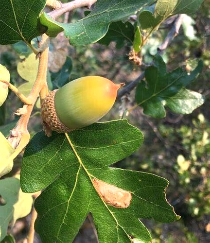 Oregon white oak acorns - oregon,