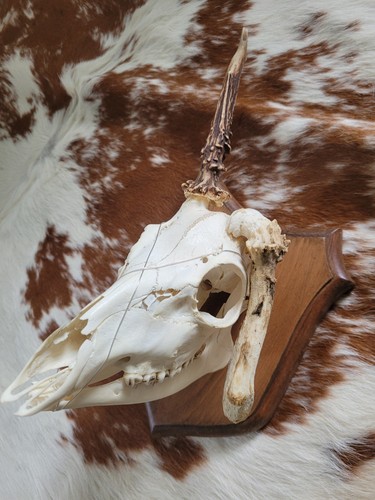 Roe deer head - roe, plaque