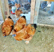 6   eggs (gold silkie)  (read