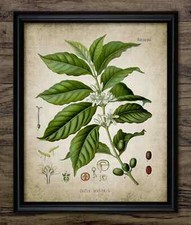 Coffee Plant Print, Vintage