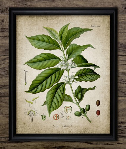 Coffee plant print vintage - plant, print,