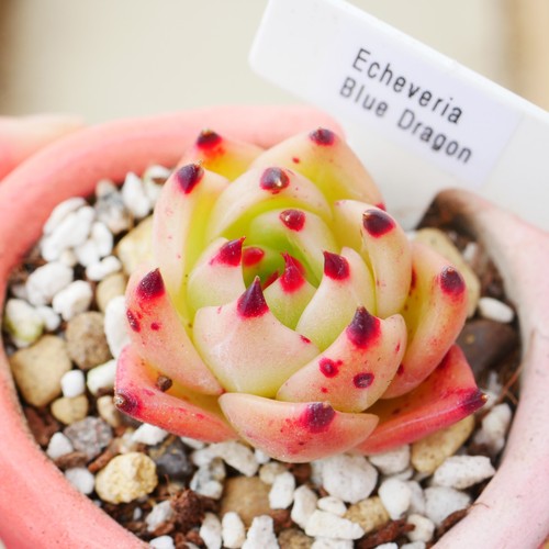 Echeveria blue dragon 5cm - echeveria,