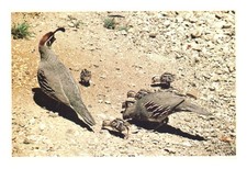 Arizona's Gambel Quail Family Vintage Petley Postcard Chris Moffett
