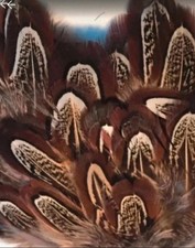 50 Beaitifull almond colour