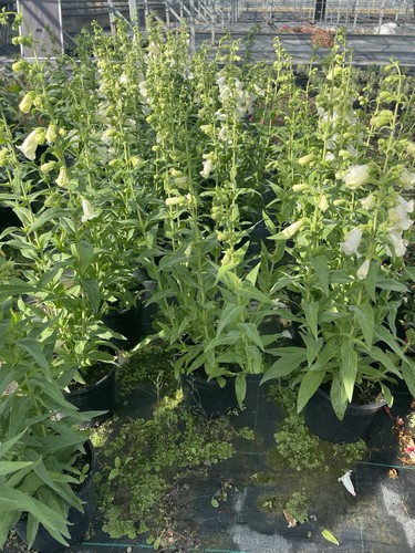 Penstemon apple blossoms hardy - apple,