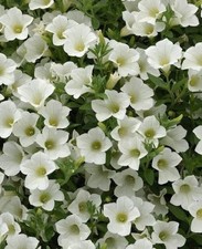 Petunia Trailing Surfinia