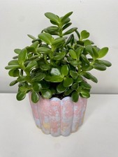 Crassula Ovata 'Money Tree' Jade Plant small leaves  4 x 13-15cm Long 10cm Pot
