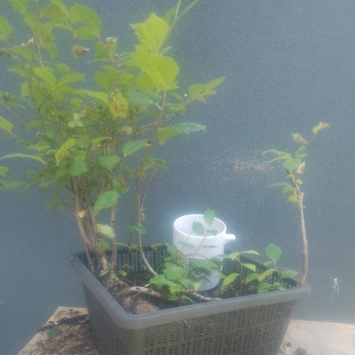 Elm bonsai tree yamadori raw - tree,