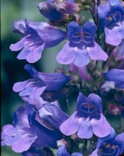 Pack x6 Penstemon 'Heavenly