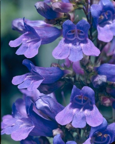 Pack penstemon heavenly - penstemon, 'heavenly