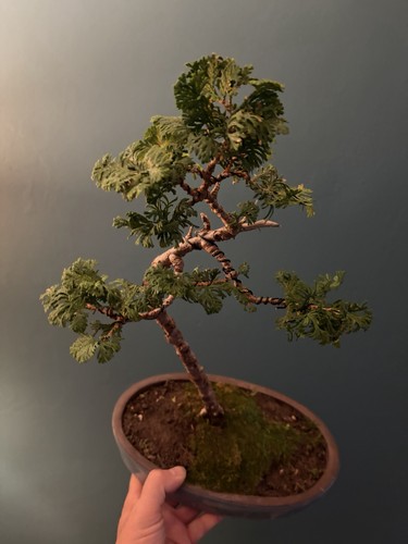 Cypress bonsai starter tree - ,