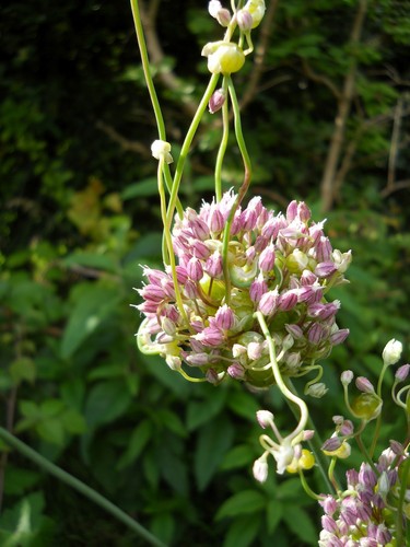 Babingtons leek rare - rare, native