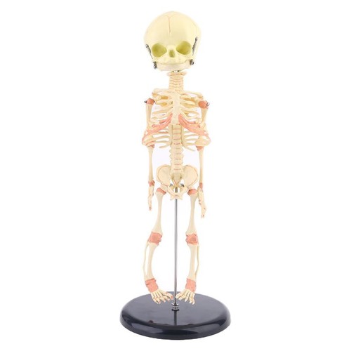Single for head baby skull - head,