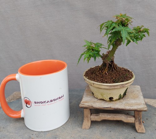 Mini japanese maple - mini,