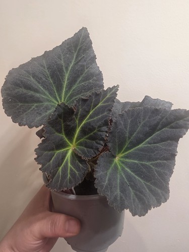 Begonia moca pink 10cm - begonia,