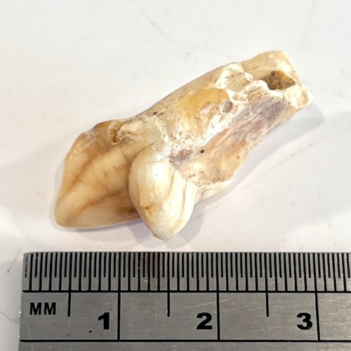 Ice age cave - ice, tooth
