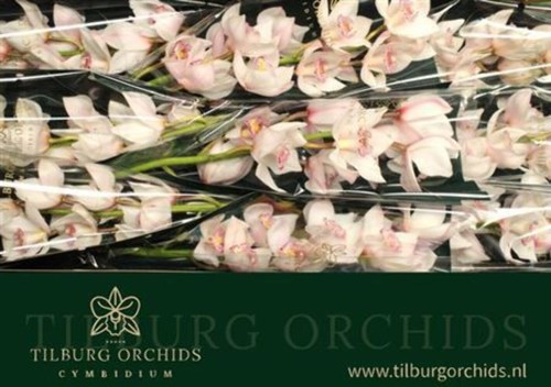 Farm fresh orchid cymbidium - farm, orchid/cymbidium