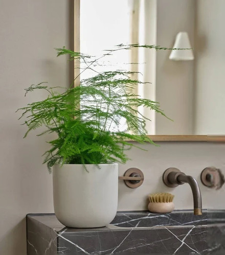 Asparagus setaceus fern plant - setaceus,