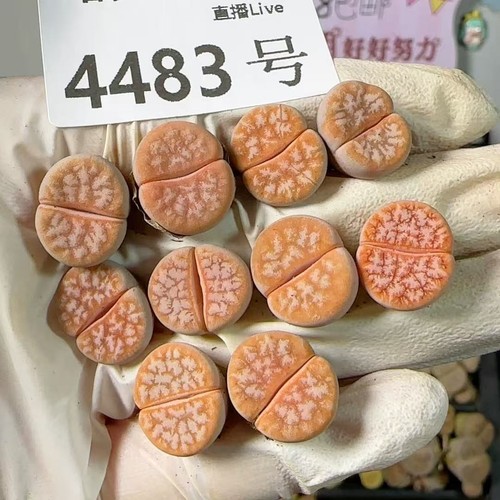 10pcs years 2cm random - 1.2cm+,
