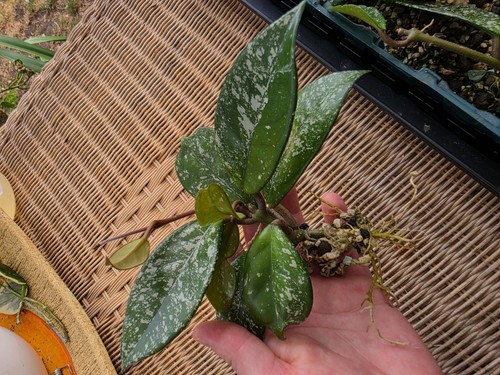 Hoya carnosa stardust - 'stardust',